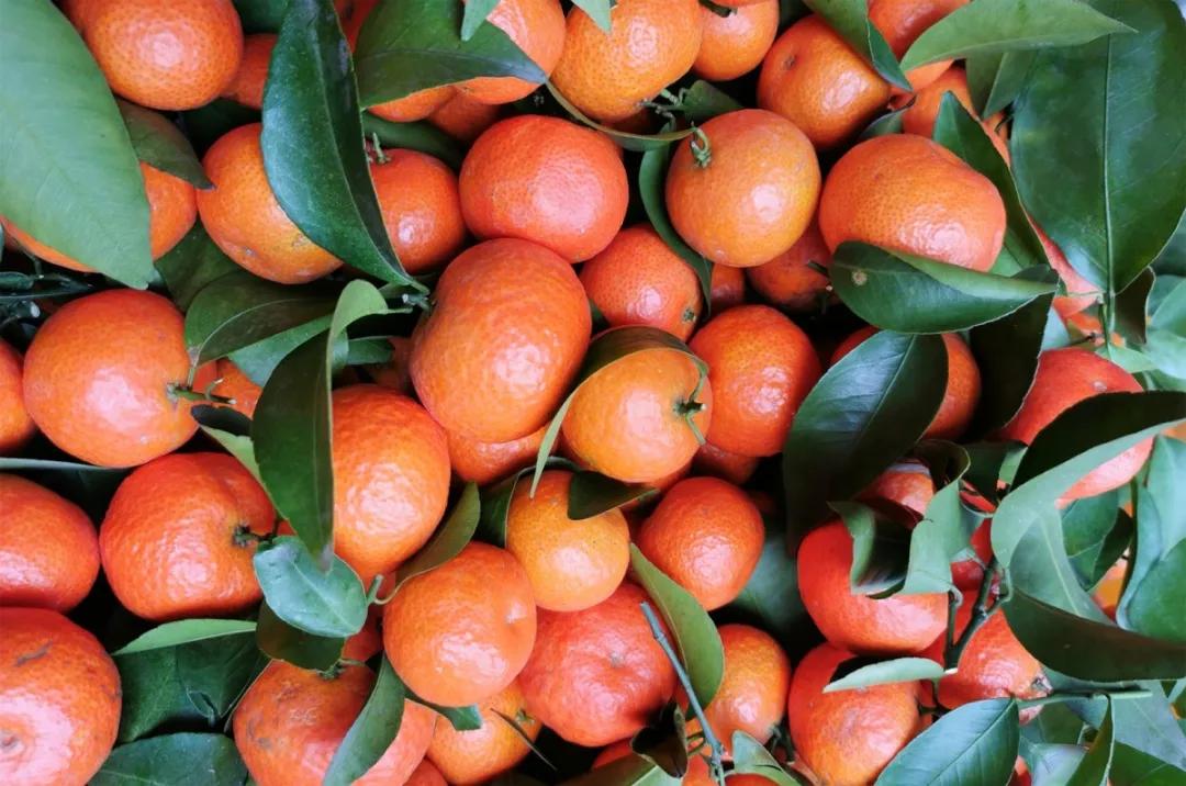 沃柑产业助力脱贫攻坚,助力果农销售沃柑3300斤