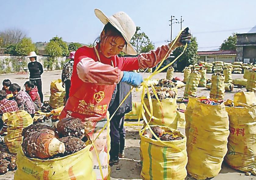 小香芋人生之路,如何挑选小香芋