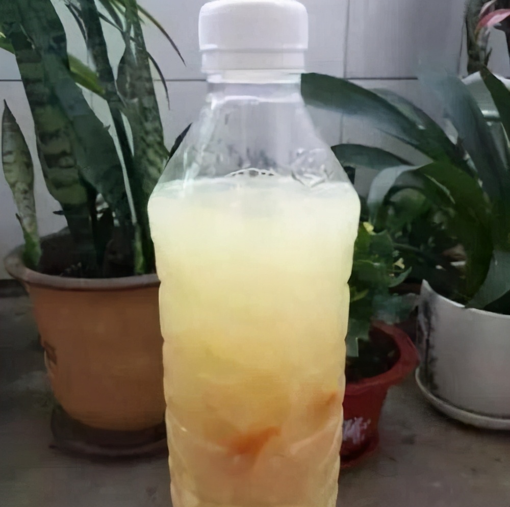 北方冬天如何制作黄豆肥水养花,黄豆水养花的方法和注意事项