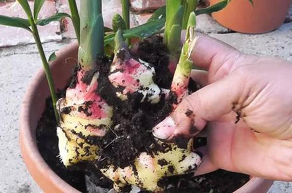 生姜盆栽水养方法,小生姜怎么养成盆栽