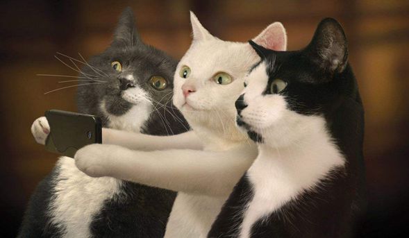 猫咪动作古怪,猫咪动作为什么那么快