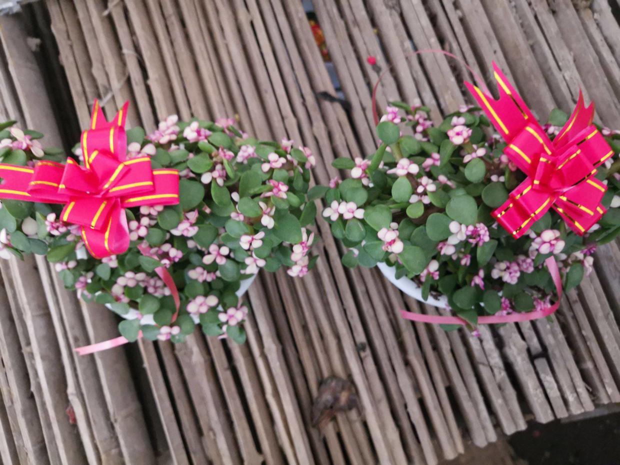 金枝玉叶雅乐之舞老桩,金枝玉叶雅乐之舞怎么养成老桩