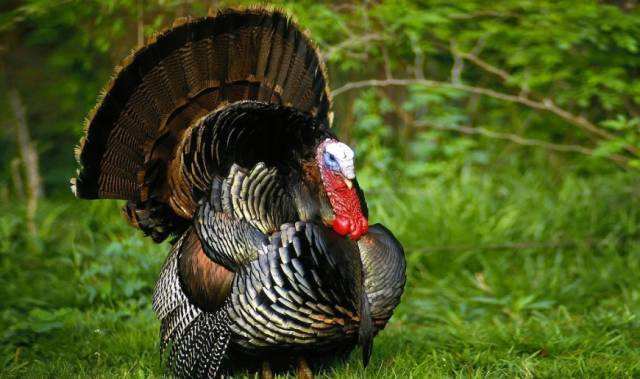 日本圣诞吃kfc炸鸡 (kfc圣诞炸鸡桶预约时间)