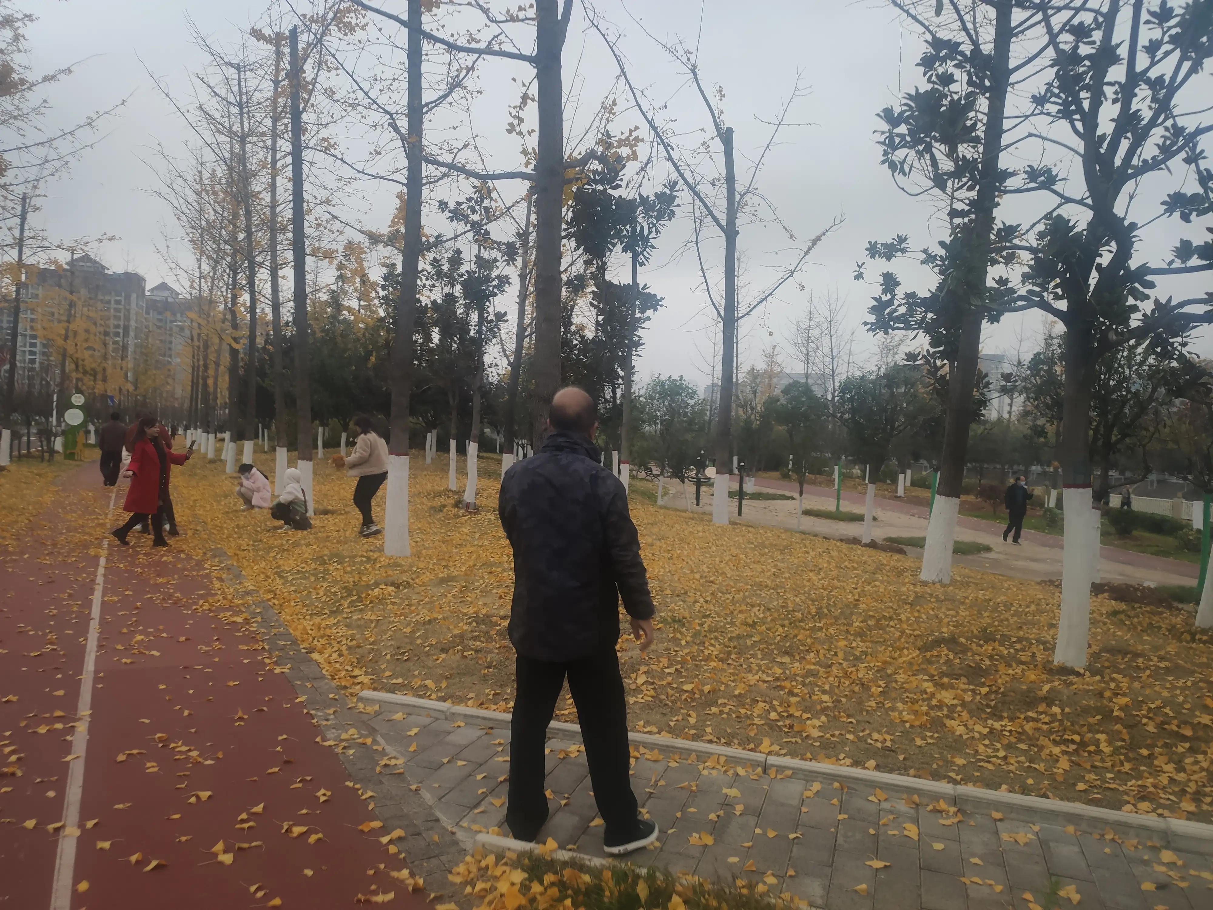 落叶西风,落叶西风知乎