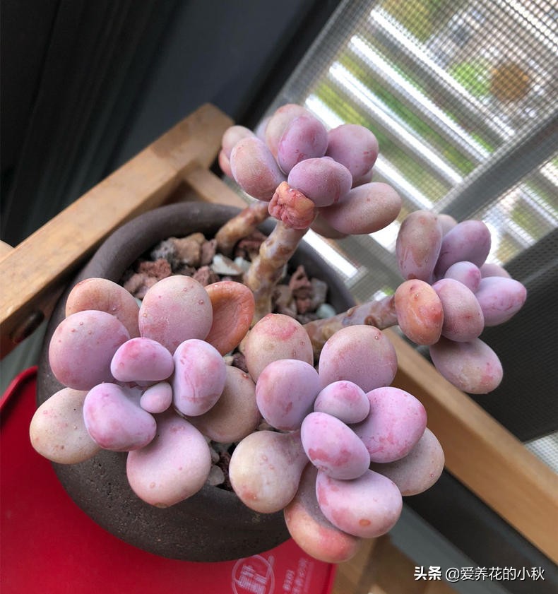 桃蛋爆盆养殖技术,桃蛋爆盆的正确方法