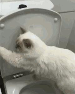 猫砂太臭猫咪还在里面上厕所吗,猫想上厕所没有猫砂怎么办