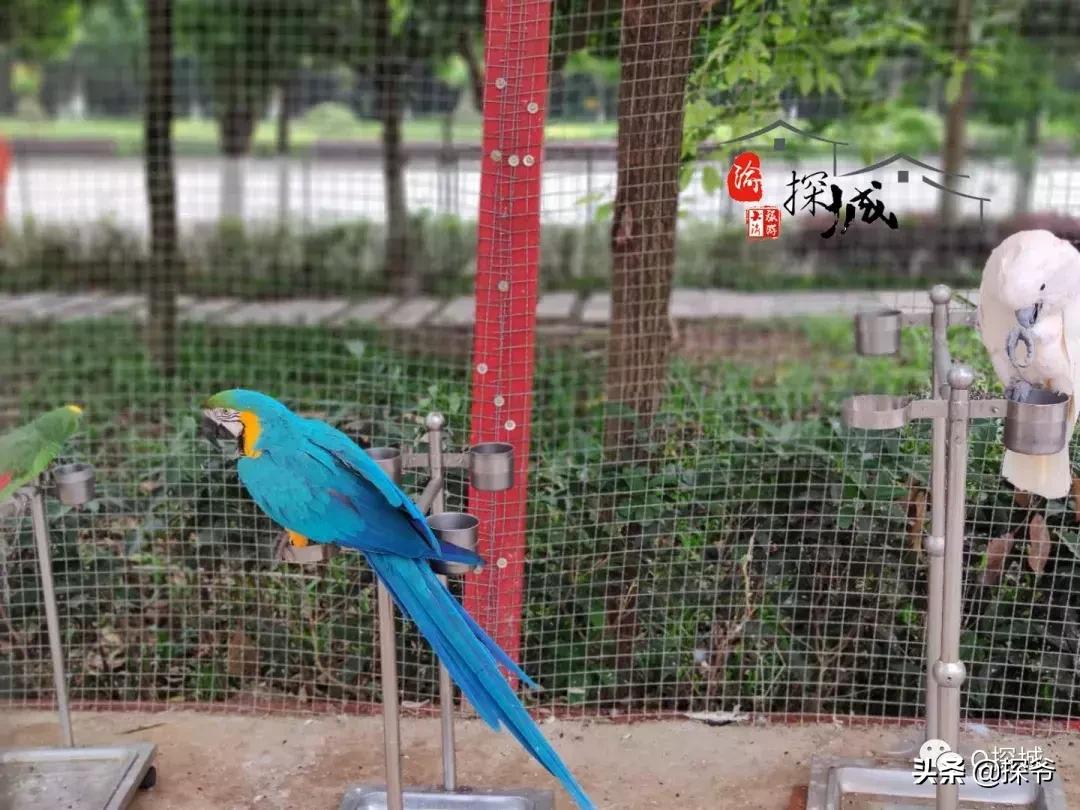 适合遛娃的地方重庆绿色星球,重庆150米神秘花园