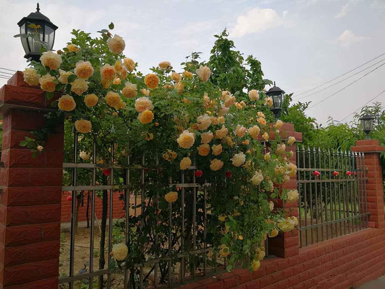 最优秀的几款藤本月季,值得入手的十大月季