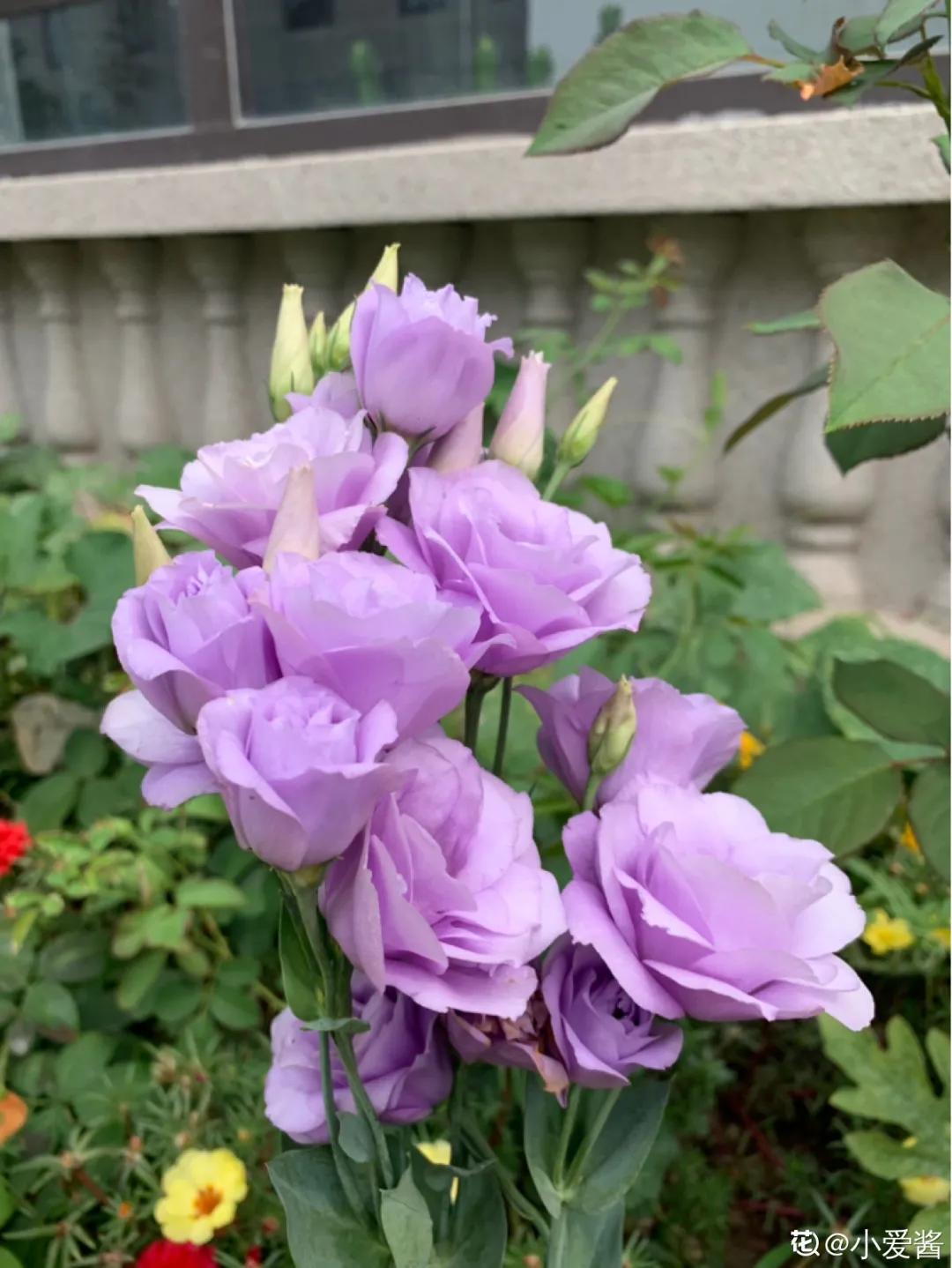 春天开的花有哪些常见又漂亮,十大名花在春天开的有哪些