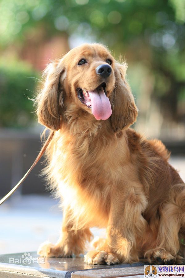 小型犬品种大全及图片柯基犬,不掉毛无体味性格温顺的小型犬