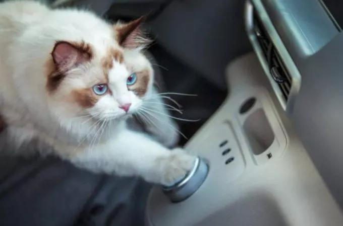 新能源车欧拉白猫裸车最新报价,欧拉白猫纯电动版报价