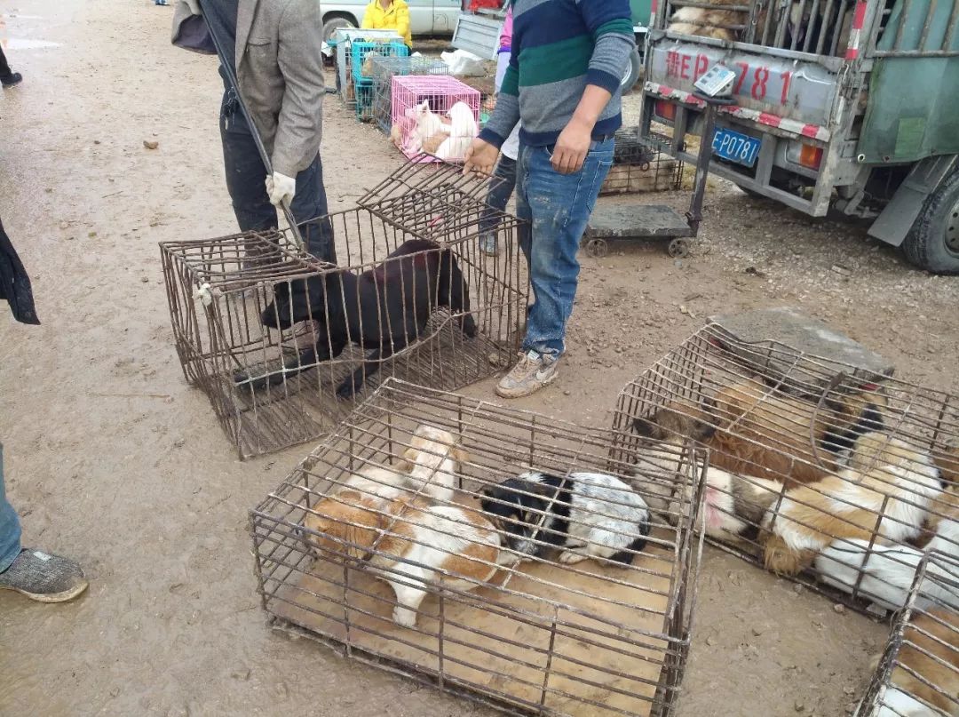 狗市拉布拉多500块钱能买吗,拉布拉多串土狗几代做肉狗