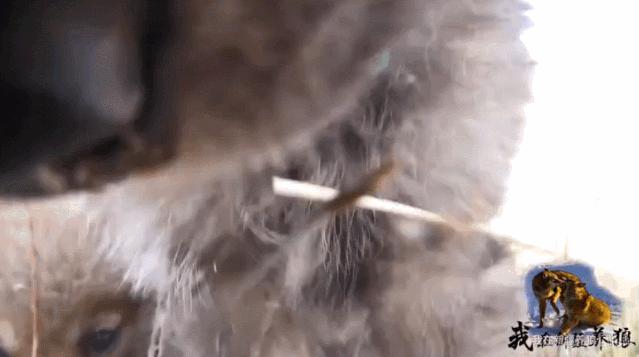 养狼disco：我在*疆新**，把狼养成了哈士奇