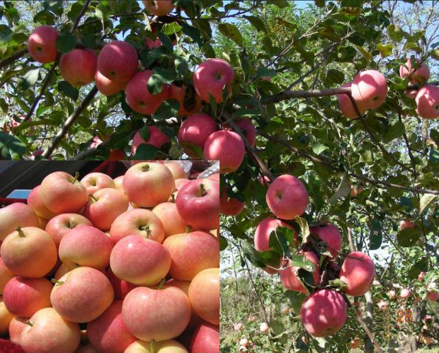 吃了这么多年的苹果竟然吃错了,好吃的苹果都有哪些品种