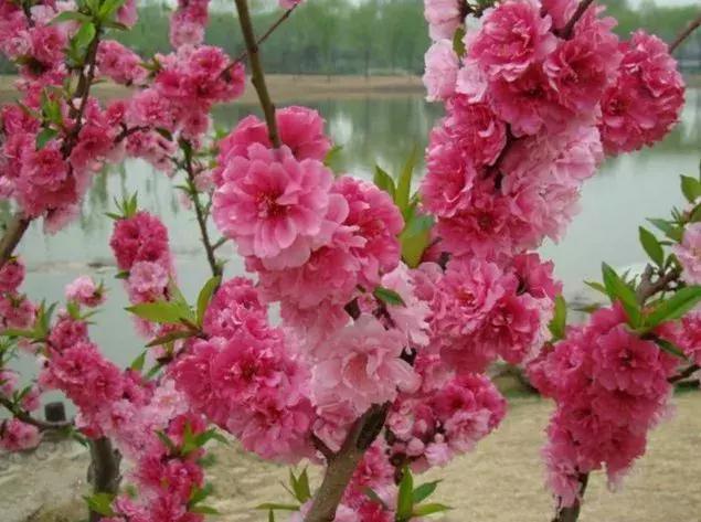 百花图谱大全100幅,工笔百花图谱100种