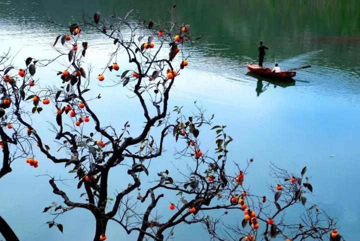 柿子熟了美文赏析,柿子熟了美图100张