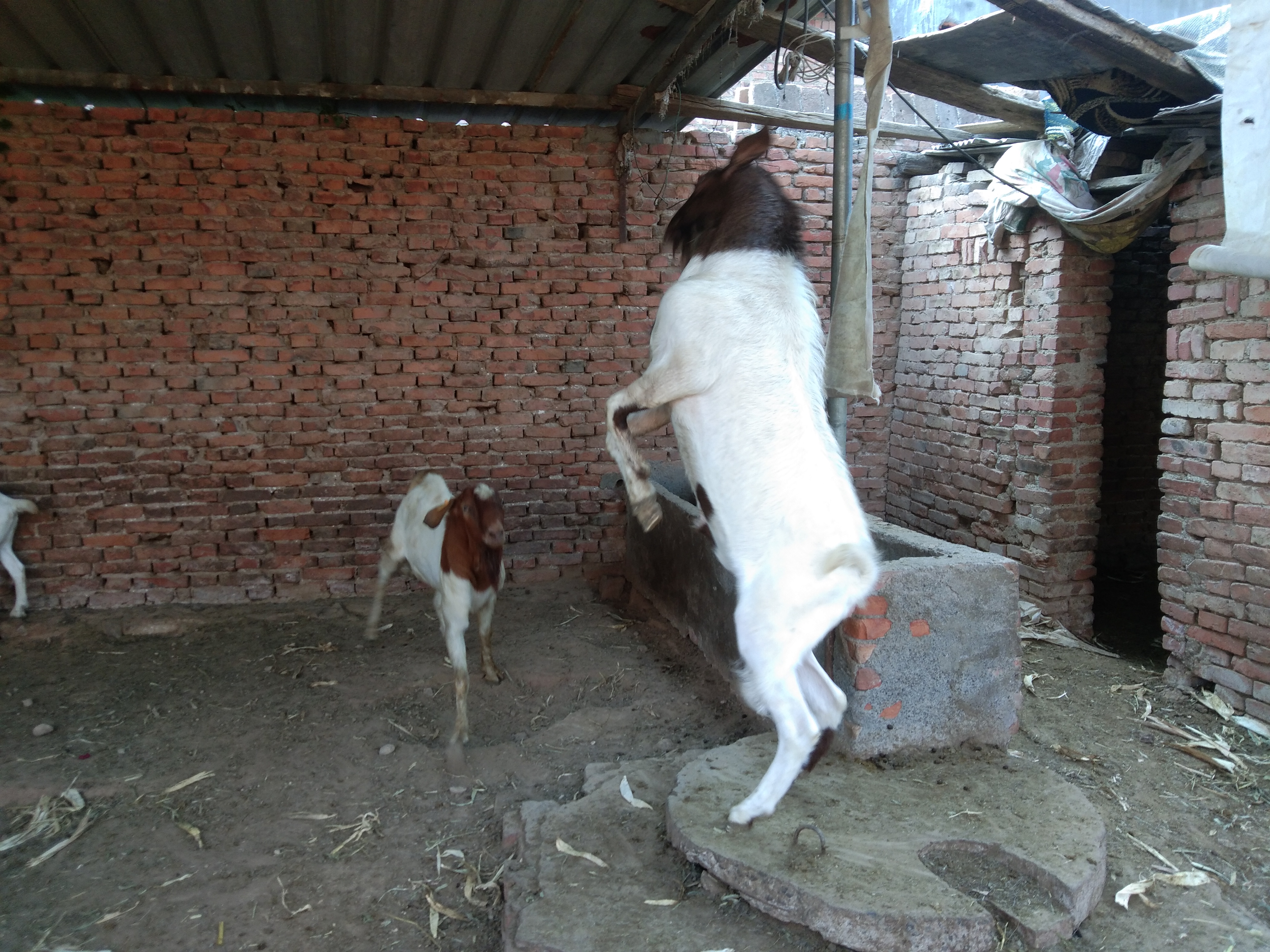 养羊常备哪些药,养羊准备的常用药