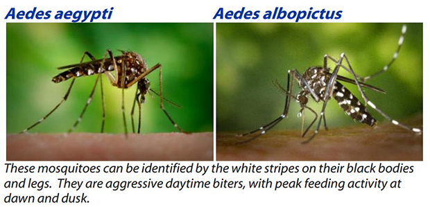 令你深恶痛绝的蚊子，也不过是病毒的傀儡