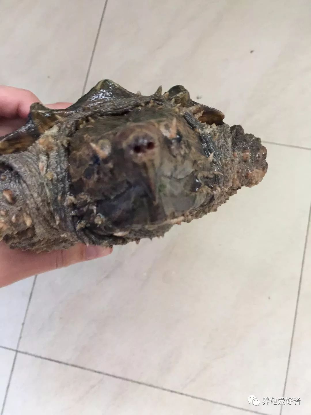 怎么把大鳄龟的背甲养好看,大鳄龟可以和甲鱼苗一起养吗