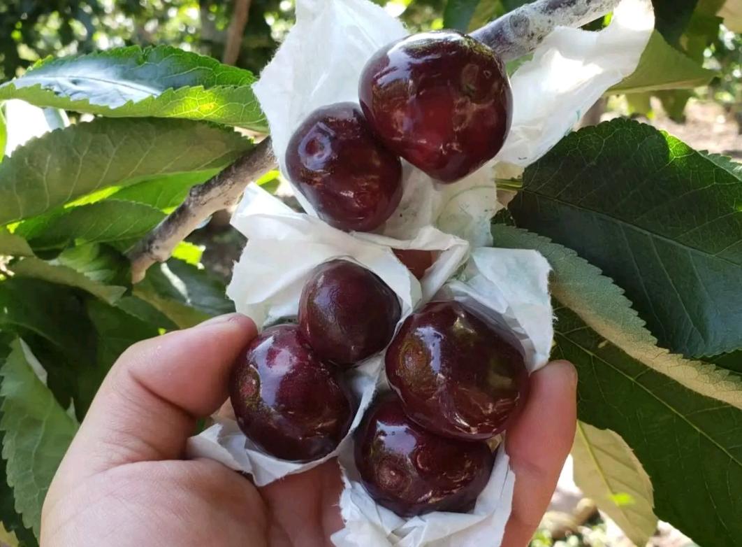 大樱桃裂果病防治,大樱桃树裂果怎么治