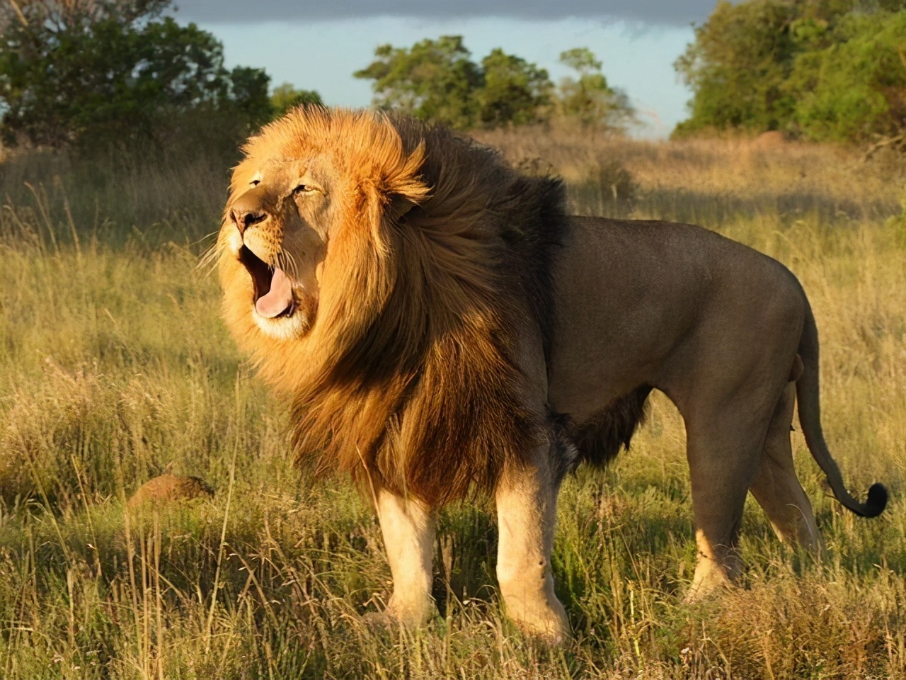 10本好看的西方异兽流小说,100本异兽流小说推荐