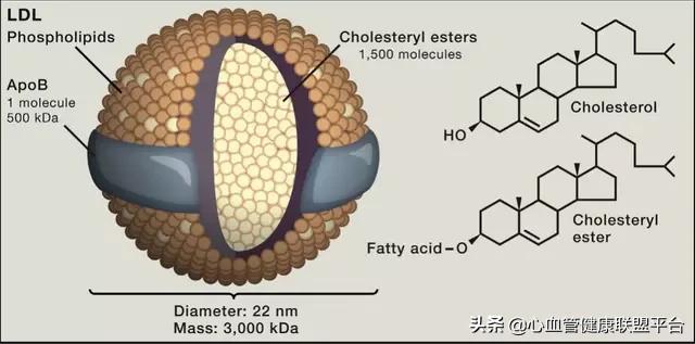 家族高胆固醇血症1型,高胆固醇血症发病率