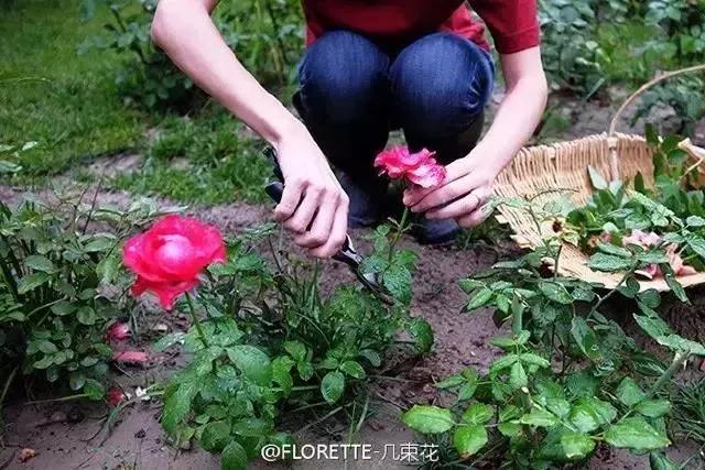 这家破厂房改造的花店，这是北京最美的小花店，明星都来拍照