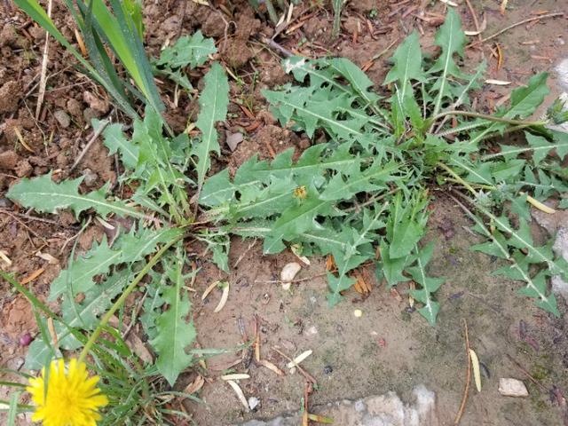 蒲公英使用小技巧,蒲公英的习性及其特点