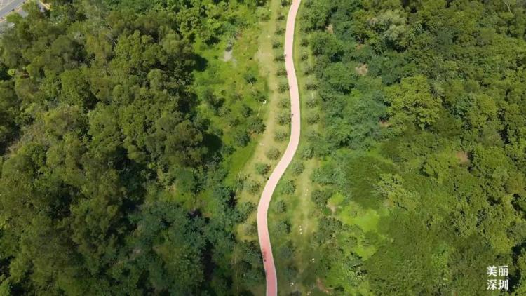 不离深,深圳高颜值绿道推荐一日游正好