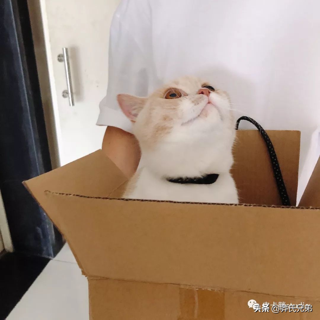 可爱小奶猫刚生出成长日记,一只小奶猫的成长过程