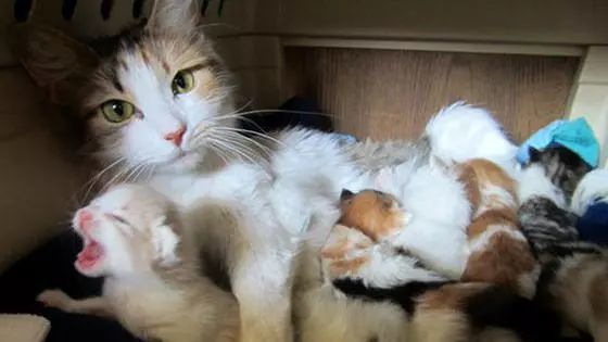 体型小的猫怀孕期间要注意什么,猫长胖只长肚子怎么办