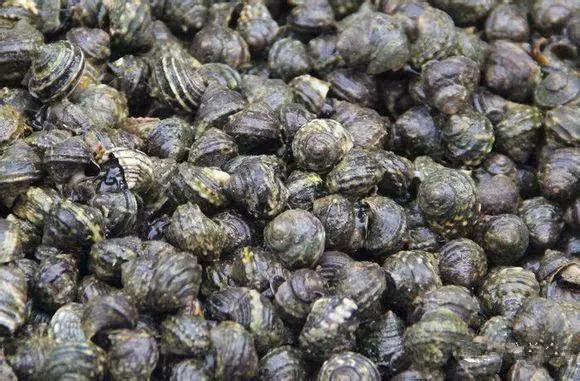 开海特价海鲜,开海的海鲜视频