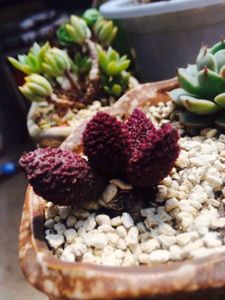 水泡系列多肉,水泡多肉系列品种