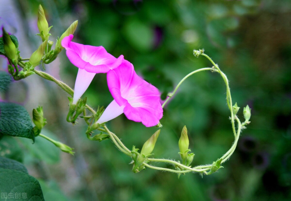 园林人需要知道的85个花卉知识,园林花卉的种类及图片