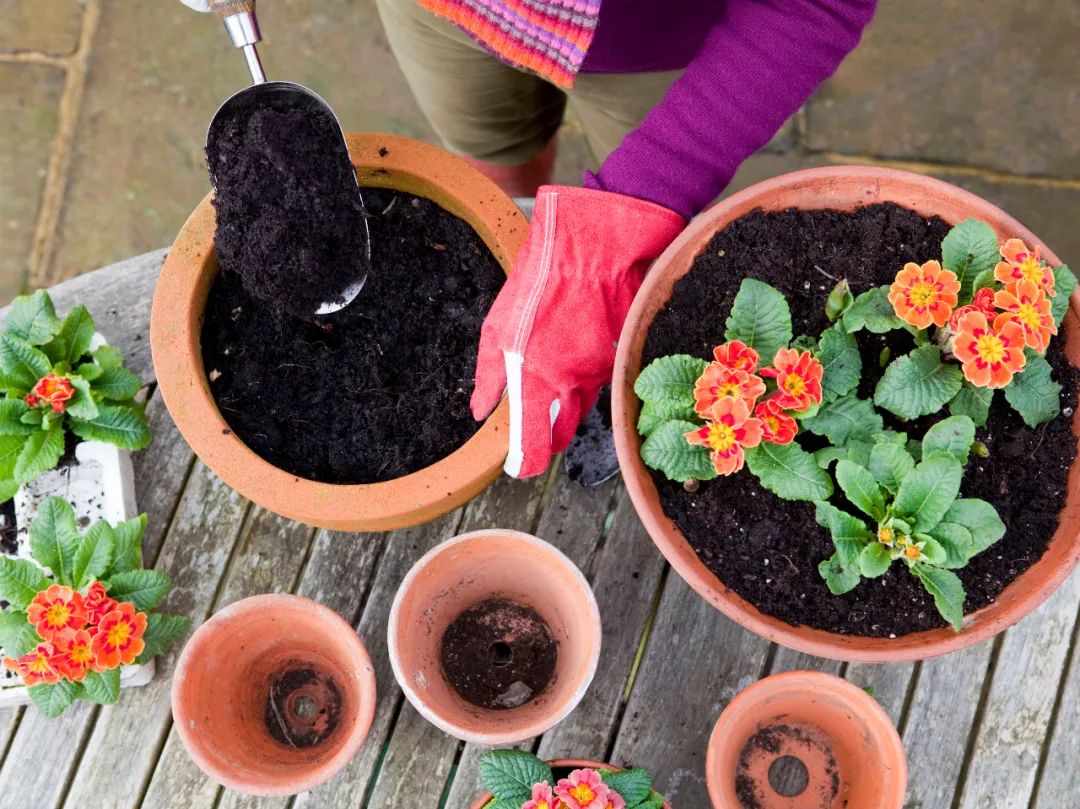 紫砂花盆为啥比红陶花盆还便宜啊,塑料盆什么材质好无毒