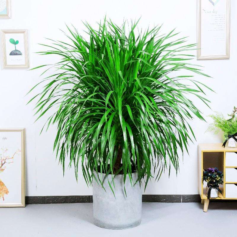 龙血树叶子尖发黄卷曲怎么办,龙血树叶子发黄怎么去解决呢