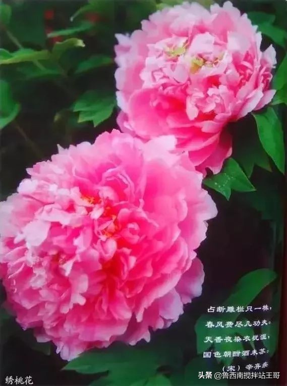 牡丹十大品种九大花系,牡丹进口品种图片及名称