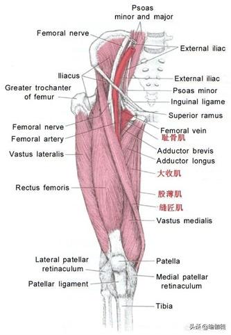 如何加强腿部内收肌,大腿内收肌低强度训练