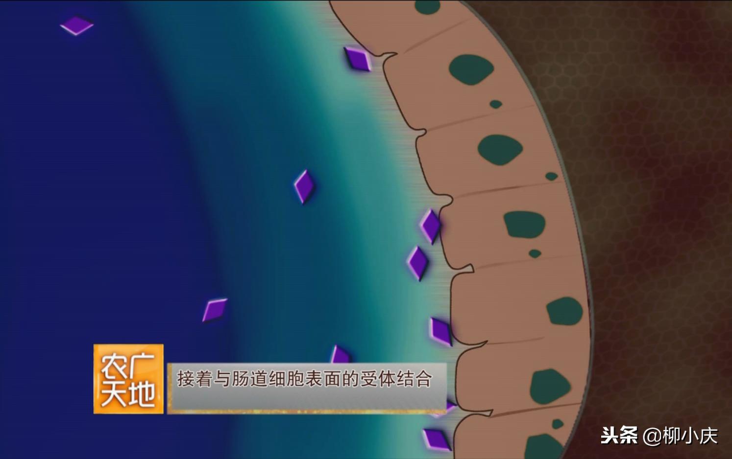 “我们追求的就是′虫吃了会死，人吃了没事′”这么高端！