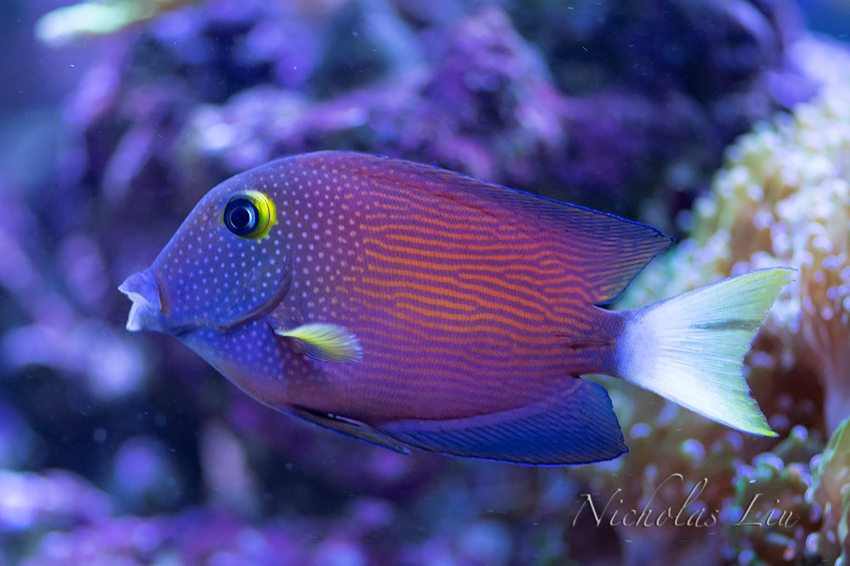 经典海水礁岩生态缸分享，180×120×60厘米三面观赏海缸