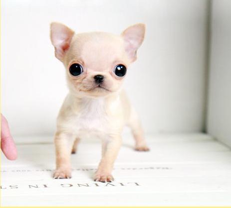 怎么才能让吉娃娃狗狗跳舞,吉娃娃跳舞