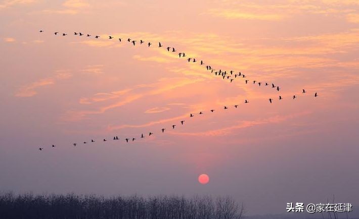 故事：延津故事：菊花泪