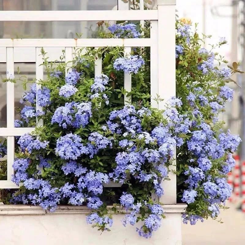 哪些花是开花机器,开花最香最好看繁殖能力还强的花