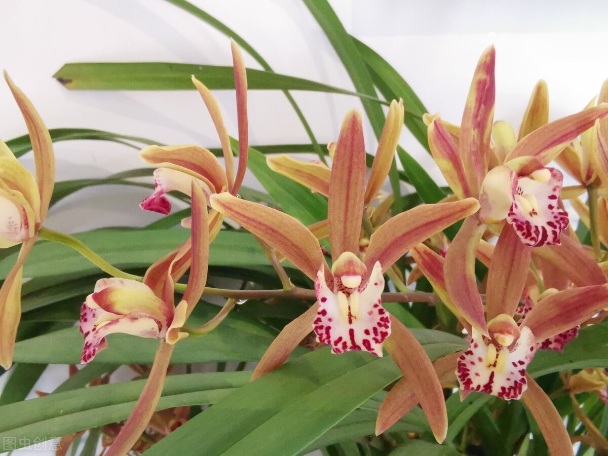 兰花的花苞怎么养才会长大,兰花出花苞怎样养