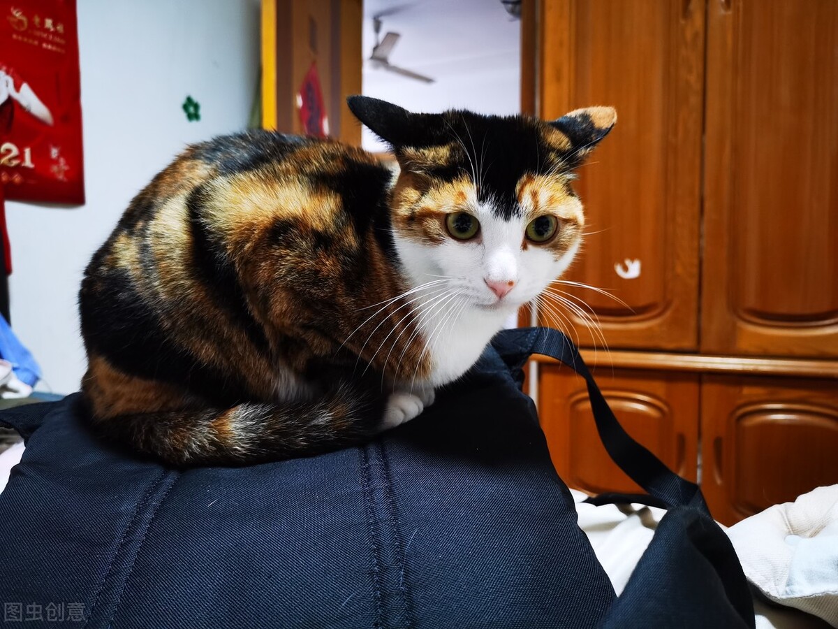 猫总是挠人咬人是什么意思,小奶猫总是咬人挠人怎么办