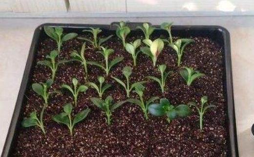 金鱼吊兰怎么养能养成老桩,怎样养殖金鱼吊兰才会花开旺