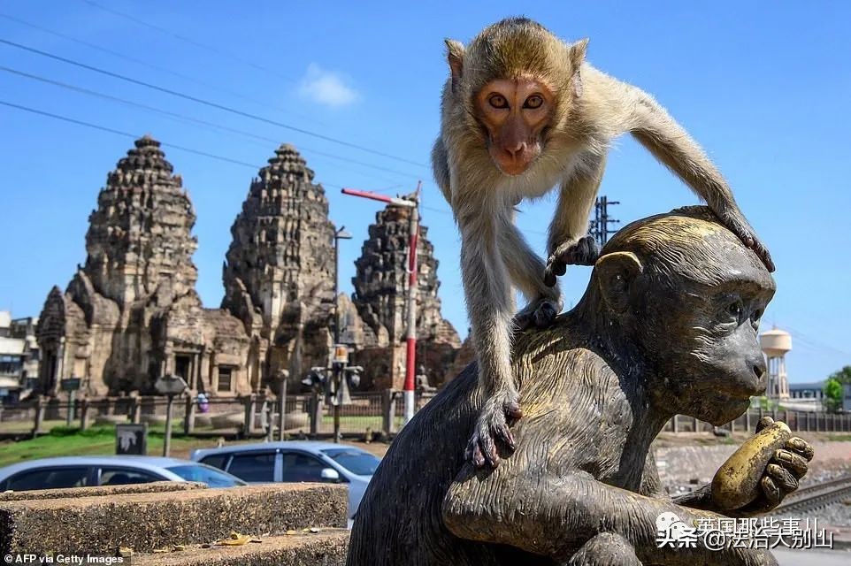 泰国疫情猴子,泰国猴子抗击疫情视频