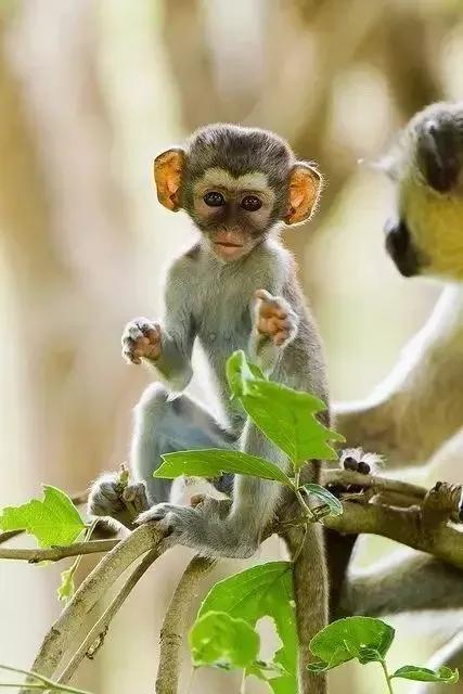 全世界总共有几种猴子,世界上最稀有的猴子是哪种猴子