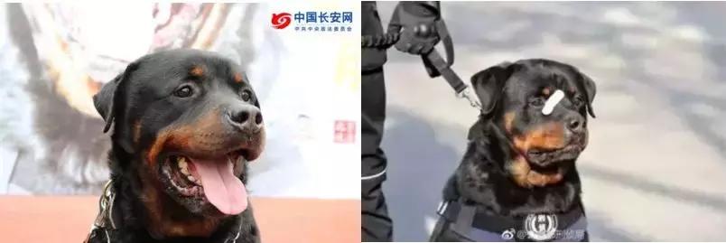 盘点那些壮烈牺牲的警犬 (警犬都有一段撼人心魄的故事)