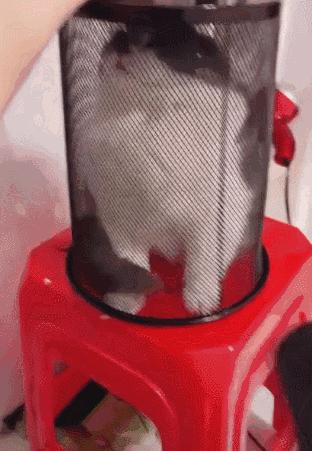 在家冬季给猫咪洗澡要注意什么,北方冬天猫咪洗澡